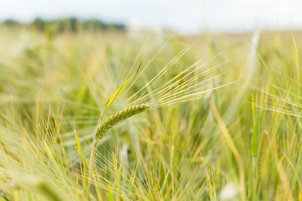 Granen veld — Stockfoto