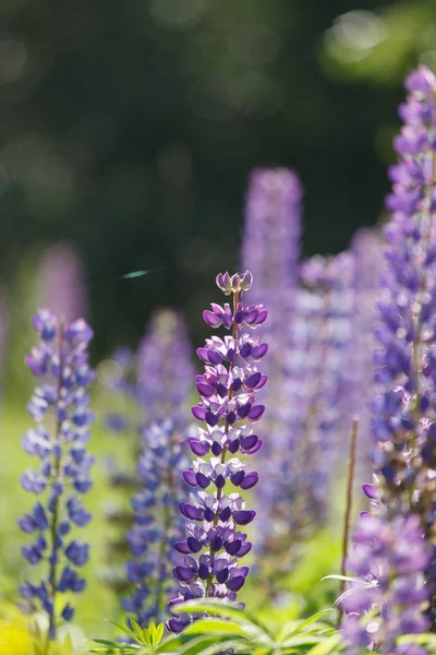 Lupins sauvages — Photo