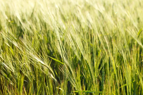 在一个字段上的绿色小麦 — 图库照片