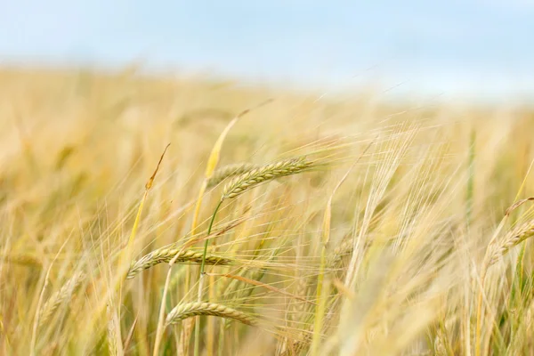 Campo di cereali — Foto Stock