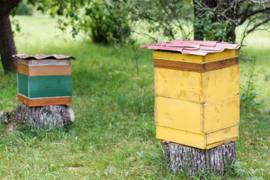 Apiary bir ülke sitesinde