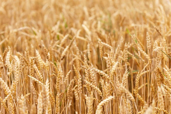 Campo de cereales — Foto de Stock