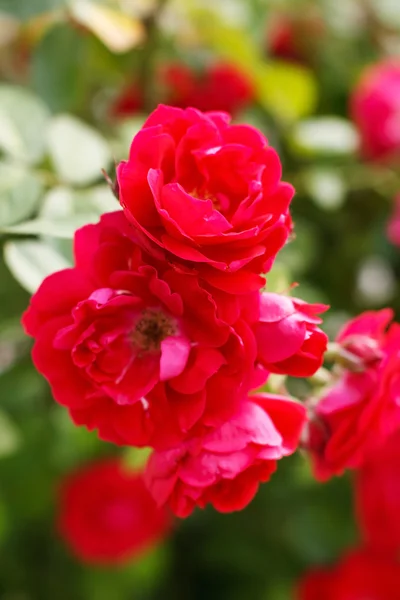 Róże ogrodowe — Zdjęcie stockowe