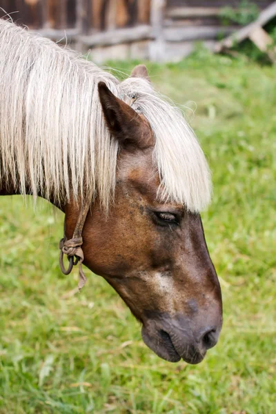 Joli cheval. — Photo