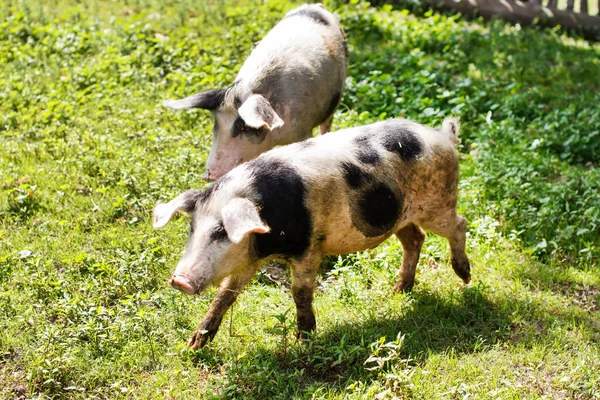 Dos cerdos — Foto de Stock