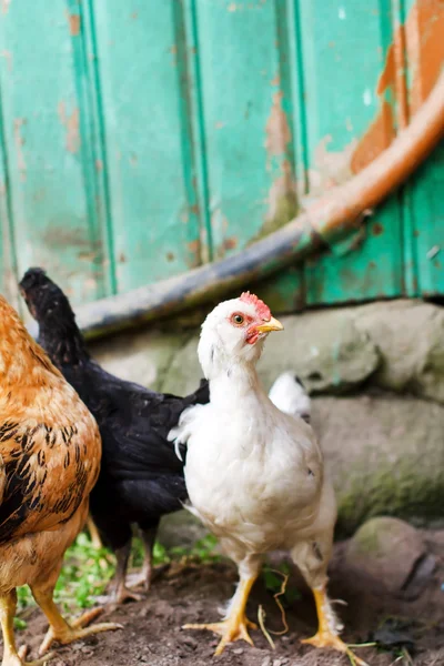 정원에 있는 닭 — 스톡 사진
