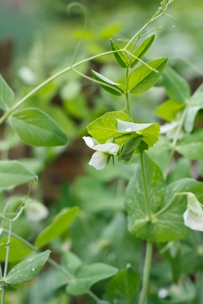 豌豆荚 — 图库照片