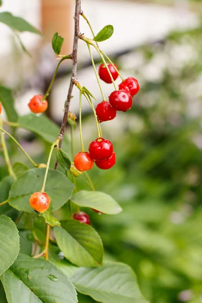 Fresh cherries — Stock Photo, Image