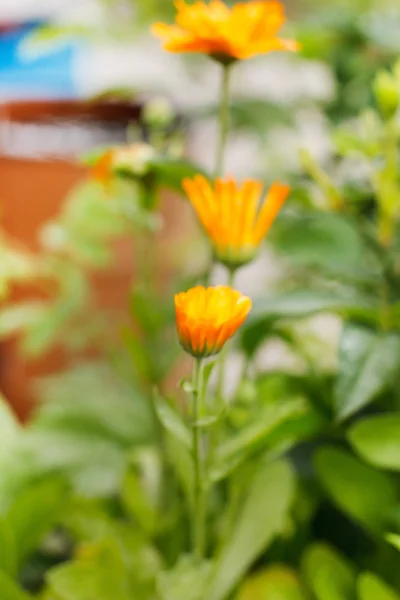 Квіти календули (Чорнобривці) — стокове фото
