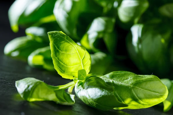 Albahaca fresca — Foto de Stock