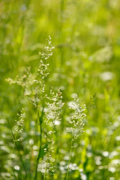 Sommerfeld — Stockfoto