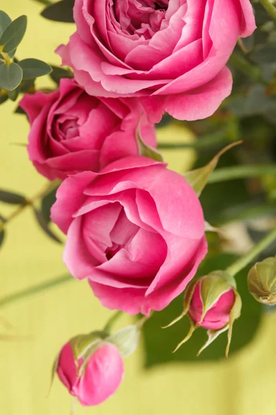 Rosas cor de rosa — Fotografia de Stock