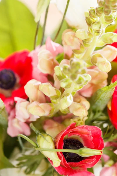 Voorjaarsbloemen — Stockfoto