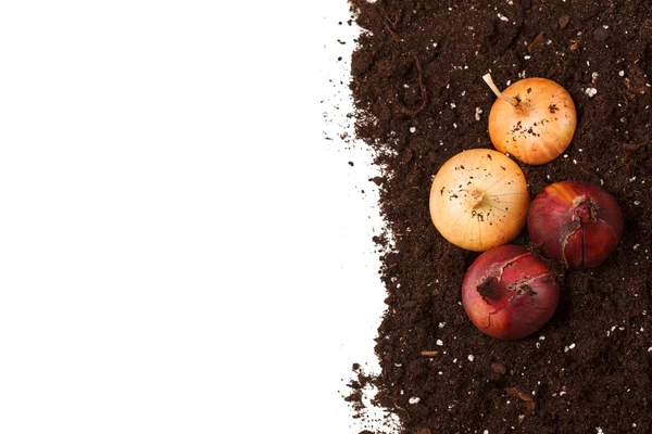 Onions on the soil — Stock Photo, Image