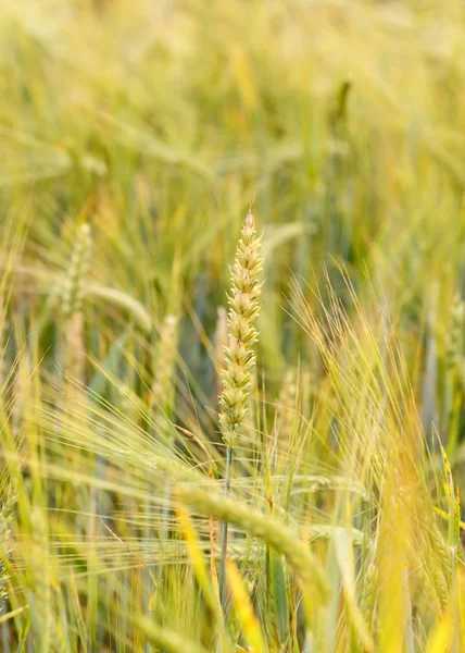 Campo di cereali — Foto Stock