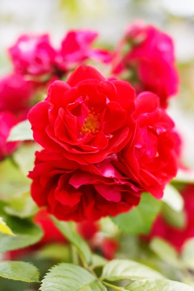 Садовые розы — стоковое фото