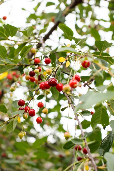 Ciliegie fresche — Foto Stock