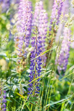 vahşi lupines