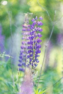 vahşi lupines