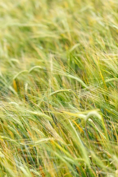 Cereal field — Stock Photo, Image