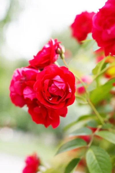 Троянди ґрунтопокривні — стокове фото