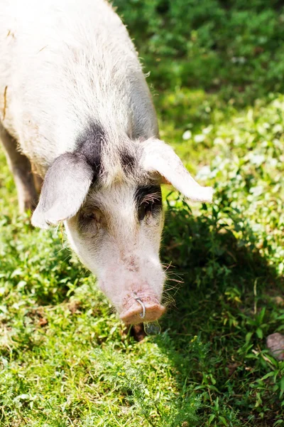 Porco no prado — Fotografia de Stock
