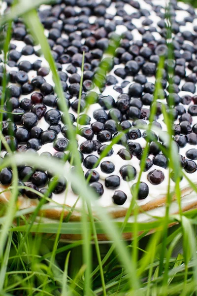 新鲜蓝莓蛋糕 — 图库照片