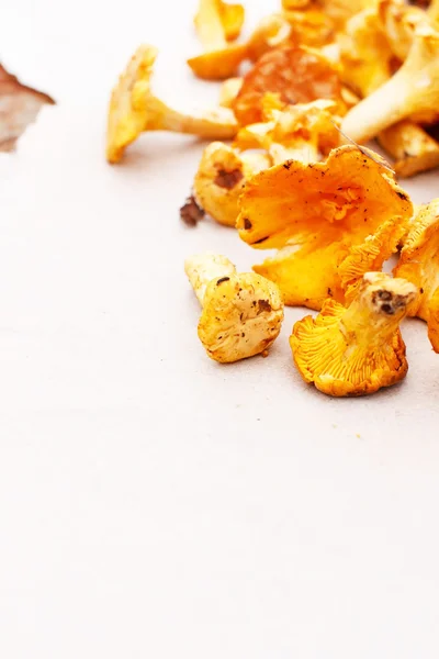 살구 버섯 — 스톡 사진