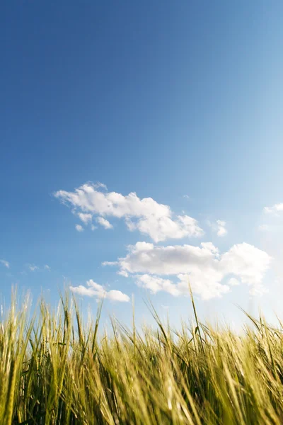 Groene tarwe op een veld — Stockfoto