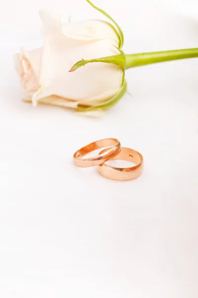 Rosas y anillos — Foto de Stock