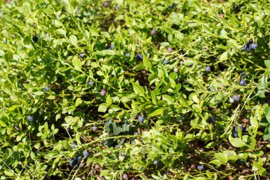ağaçların taze yaban mersini çalı