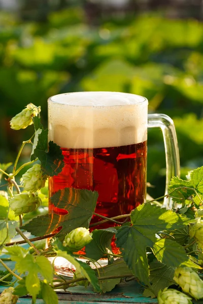 Şerbetçiotu bira ile — Stok fotoğraf