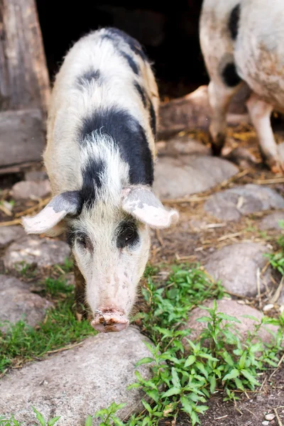 Varkens — Stockfoto