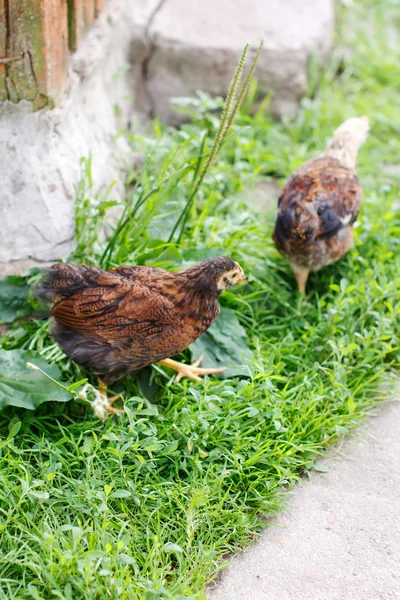 정원에 있는 닭 — 스톡 사진