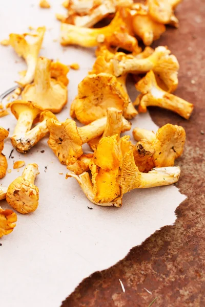 Chanterelle mushrooms — Stock Photo, Image