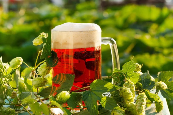 Şerbetçiotu bira ile — Stok fotoğraf