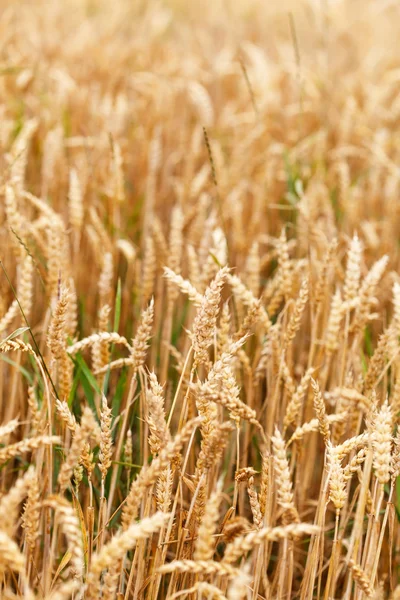 Campo de cereais — Fotografia de Stock