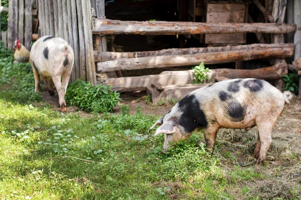 Varkens op werf — Stockfoto