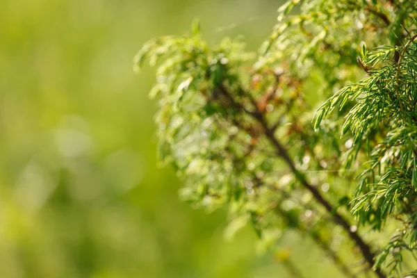 Zomer weide — Stockfoto