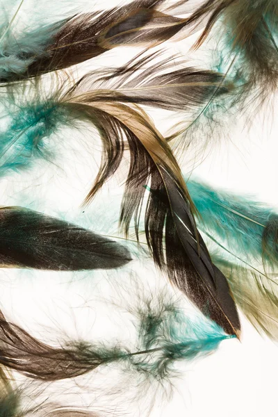 Color feathers — Stock Photo, Image