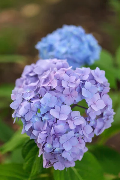 Modrá hortenzie — Stock fotografie