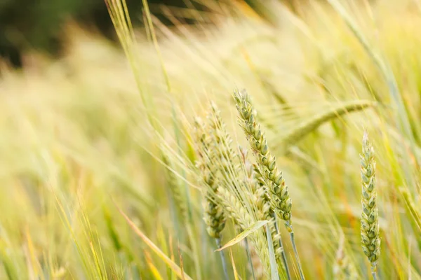 Campo de cereais — Fotografia de Stock