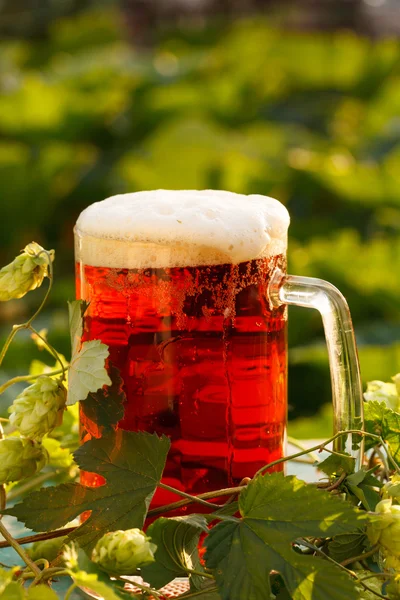 Lúpulo com cerveja — Fotografia de Stock