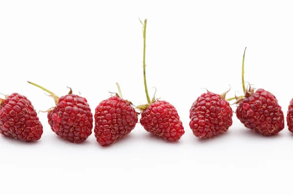 Frische Himbeeren — Stockfoto