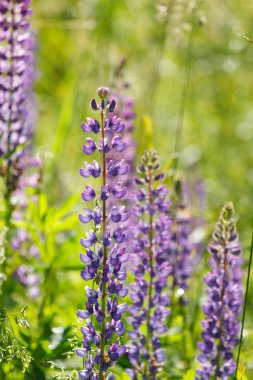vahşi lupines