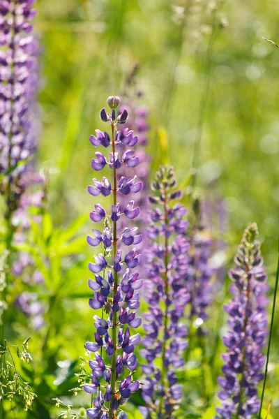 Lupins sauvages — Photo