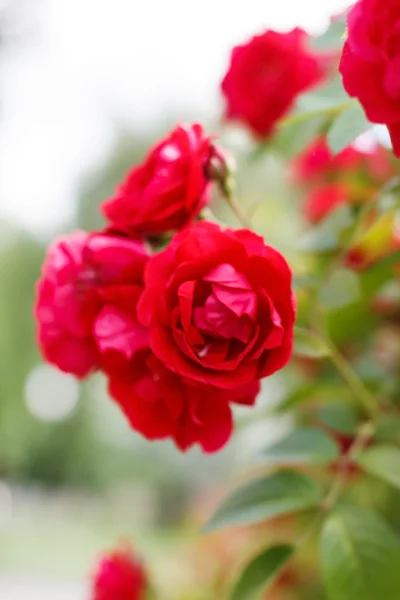 Rosas de jardim — Fotografia de Stock