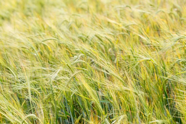 Campo de cereales — Foto de Stock