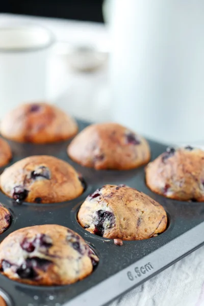 Muffin ai mirtilli — Foto Stock