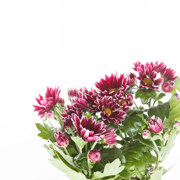Chrysanthemen im Topf — Stockfoto